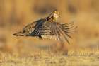 Greater prairie chicken flight display on the lek Art Print